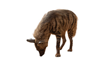 hyena standing alert, isolated on a white background, ideal for African wildlife, predator, and nature-themed project