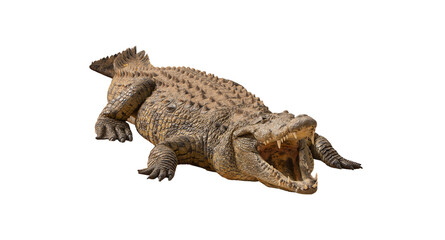 Nile Crocodile (Crocodylus niloticus) &ndash; Africa&rsquo;s Apex Predator The Nile crocodile (Crocodylus niloticus) is one of the largest and most powerful reptiles in the world.