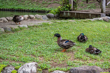 道の駅 南きよさとのマガモ