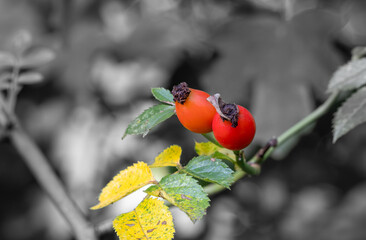 Dog rose fruits (Rosa canina) in nature. red rose hips on bushes with blurred background