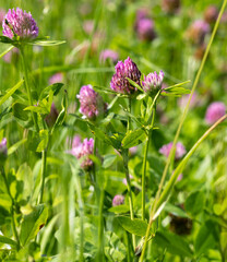 Meadow Full of Blooming Clover - Green Field with Colorful Flowers