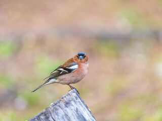 Obraz premium Common chaffinch, Fringilla coelebs, sits on a tree. Common chaffinch in wildlife.