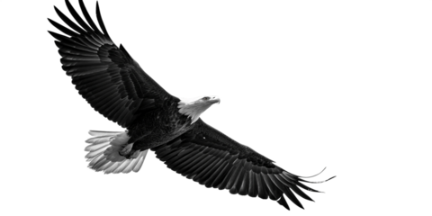 A majestic bird of prey, such as a hawk or eagle, against white background png, with outstretched wings. The composition emphasize the bird's graceful flight, captured from a low angle.