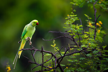 Rose-ringed parakeet (Psittacula krameri) perched on acacia branch in lush green forest habitat, India. Vibrant parrot species, common Indian birdlife, wildlife photography, birdwatching.