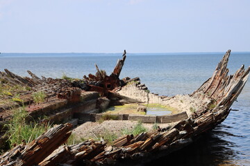 driftwood on the beach