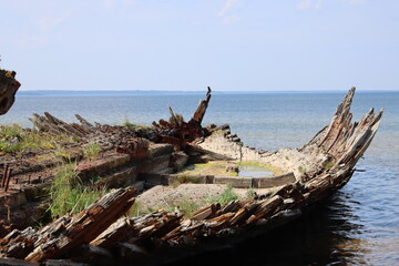 driftwood on the beach