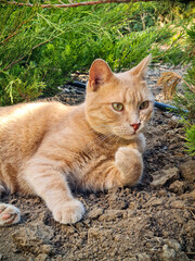 Ginger cat lying on the ground in a garden among green coniferous bushes, looking thoughtfully into the distance with one paw raised. Warm summer sunlight, peaceful countryside atmosphere.