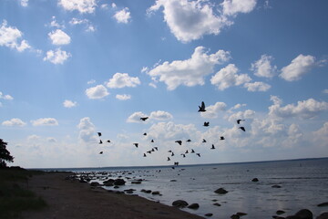 seagull on the beach
