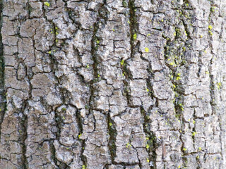 Macro texture photo of rough tree bark with patches of moss