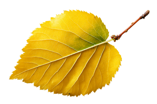 Yellow leaf on a branch isolated with transparency