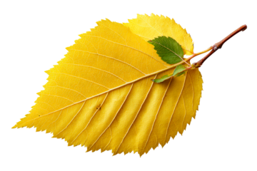 Bright yellow leaf with green sprig on the edge