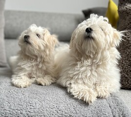 Adorable Fluffy White Maltese Puppies Resting on a Cozy Couch at Home