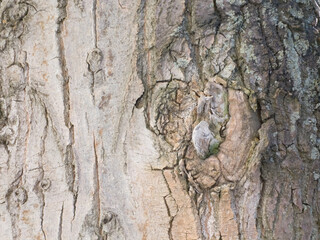 Close up macro texture of rough tree bark surface