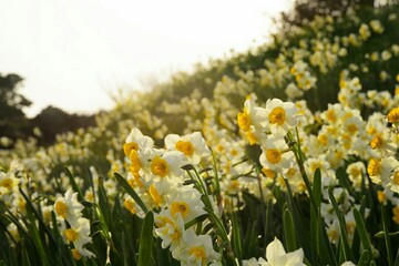 Fototapeta premium 水仙