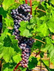 Fresh Grapes Cluster Against a Blue Sky: Captivating Nature Photo Ideal for Culinary, Advertising, and Digital Projects Featuring Vibrant Colors and Organic Beauty for All Audiences. Nature Background