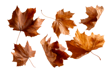 Brown maple leaves on clear backdrop