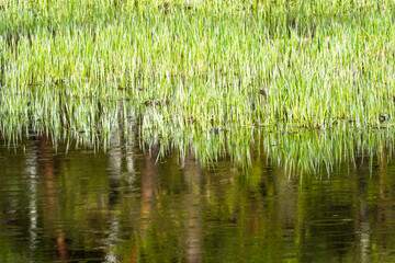 Green swamp lit sunset light.