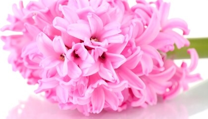 Close-up of a pink hyacinth