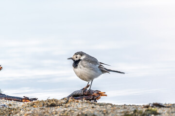 Wagtail sits on the ground with a beautiful blurred background.