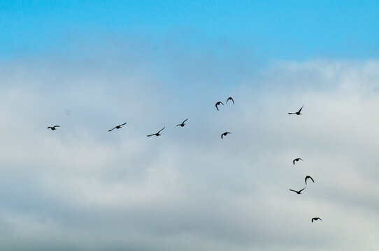 group of parrots flying with blue sky and clouds in the background