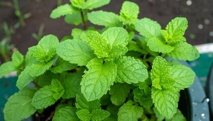 Fresh mint leaves in pot