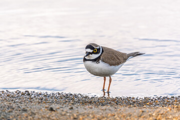 Little ringed plover (Charadrius dubius), bird standing on the lake shore