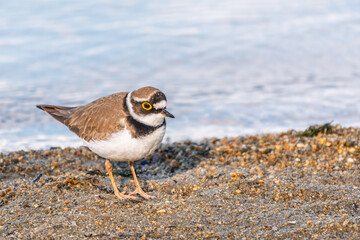 Little ringed plover (Charadrius dubius), bird standing on the lake shore
