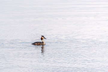 The waterfowl bird Great Crested Grebe swimming in the calm lake