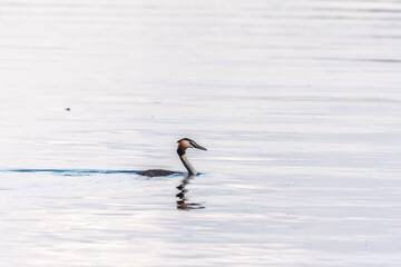 The waterfowl bird Great Crested Grebe swimming in the calm lake