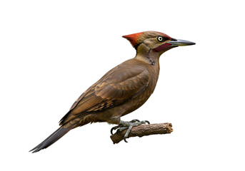 Realistic realistic bird with detailed feathers perched on a branch against a black background