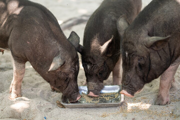 Fototapeta premium Three Pigs Feeding at a Tray in a Natural Setting