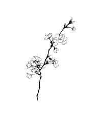 Fototapeta premium Vector art of a delicate cherry blossom branch in full bloom, showcasing the minimalist beauty of spring, with its fragile petals and elegant simplicity in a botanical illustration