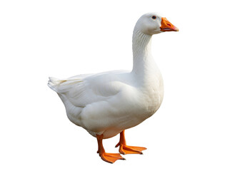 Realistic white goose standing against a solid black background highlighting detailed plumage and