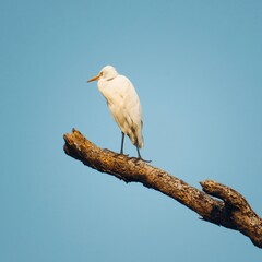 White cattle egret bird sitting on branch