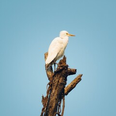White cattle egret bird sitting on branch