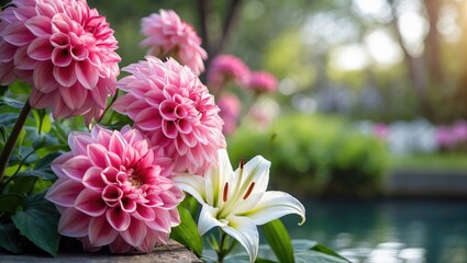 Pink dahlias and white lilies in a garden setting near water, with blurred greenery and sunlight in the background. © Sona