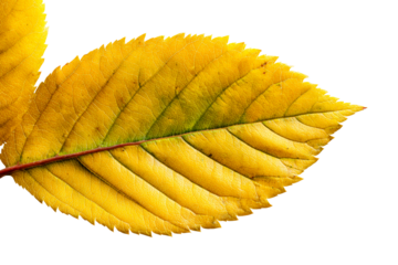 Yellow leaf with detailed texture and shape