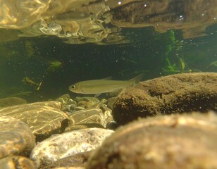 Obraz premium Small fish in shallow water