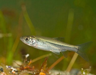 Small fish in water