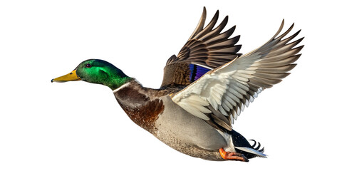Obraz premium A male mallard duck in white background png, captured with striking clarity and natural detail. The bird showcasing its iconic emerald-green head that gleams under sunlight, contrasting beautifully.
