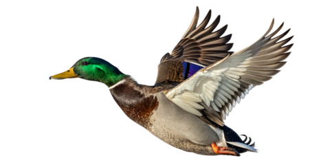 A male mallard duck in white background png, captured with striking clarity and natural detail. The bird showcasing its iconic emerald-green head that gleams under sunlight, contrasting beautifully.