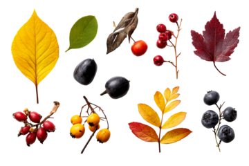 Colorful leaves and berries on clear bg