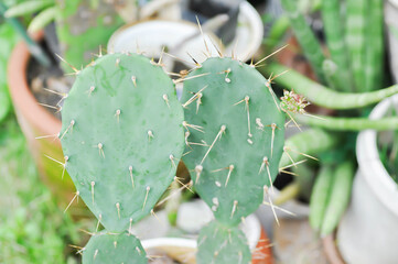 Opuntia tuna, Angiosperms or Opuntia or Cactaceae or Tuna Cactus or Prickly Pears