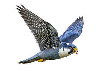 sharp-focused image of a peregrine falcon in flight showcasing detailed feather patterns and