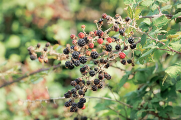Rametto pieno di more selvatiche