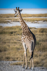 Giraffe view from behin near Etosha pan