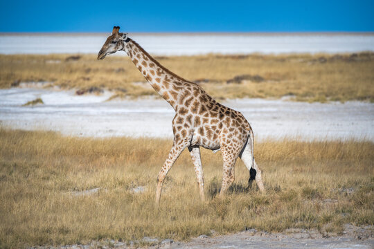 Giraffe walking in Etosha national park