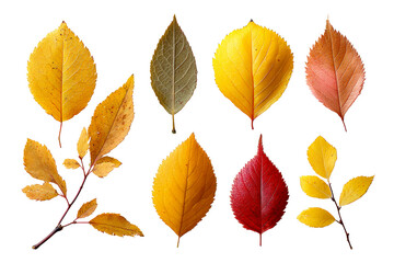 Autumn leaves in various colors and shapes