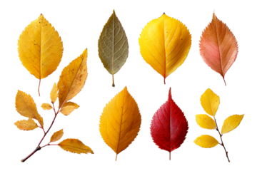 Autumn leaves in various colors and shapes