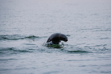 Fototapeta premium A sea lion jumping out of the water in Walvis bay